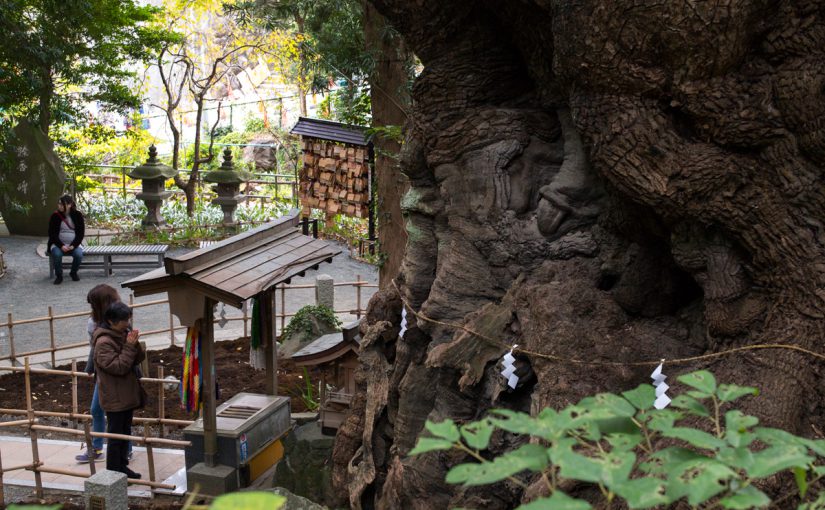 来宮神社