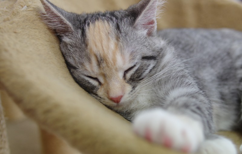 第三回ねころびカメラ学校